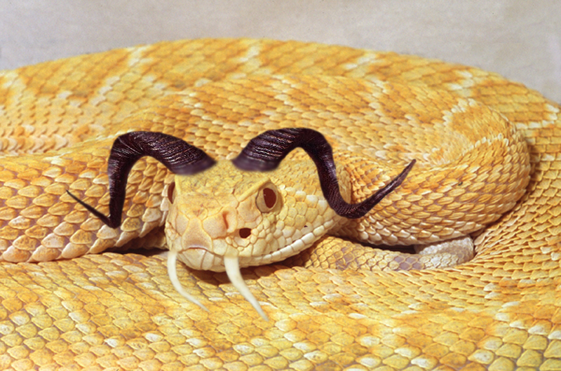 Albino rattlesnake copy.jpg [477 Kb]